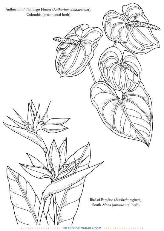 Free Tropical Flowers Coloring