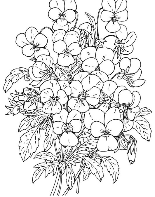 Free Floral Coloring Page