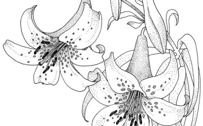 Free Lily Flower Coloring