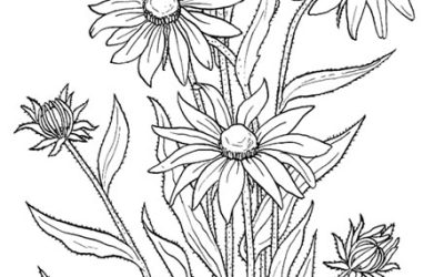 Free Pretty Flowers Coloring