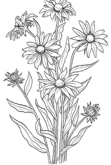 Free Pretty Flowers Coloring