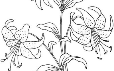Free Easter Lily Coloring