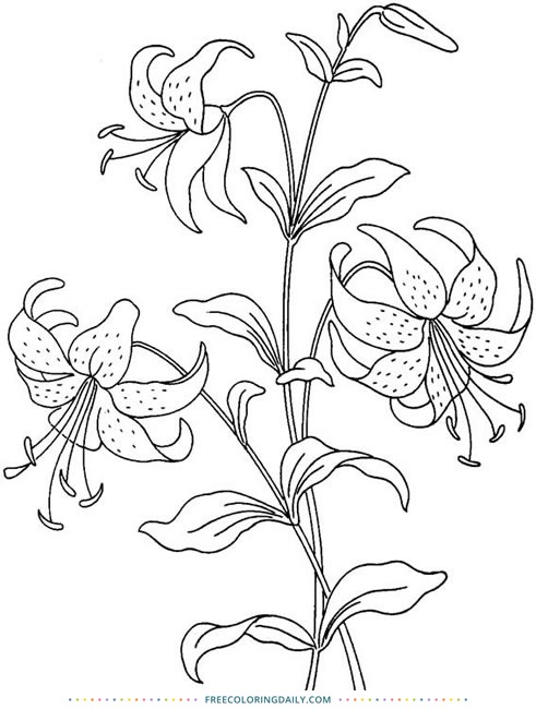 Free Easter Lily Coloring