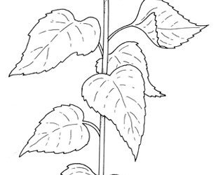 Free Sunflower Coloring Page