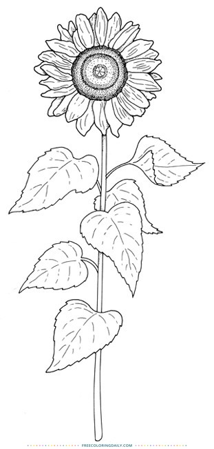 Free Sunflower Coloring Page