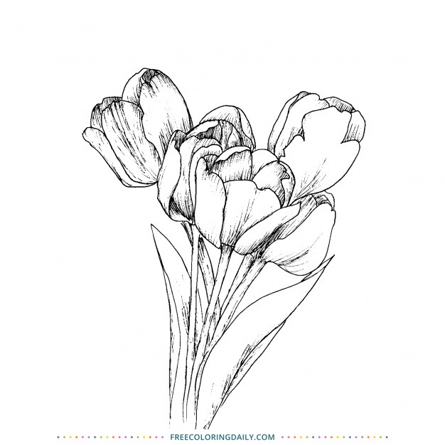 Free Tulip Coloring