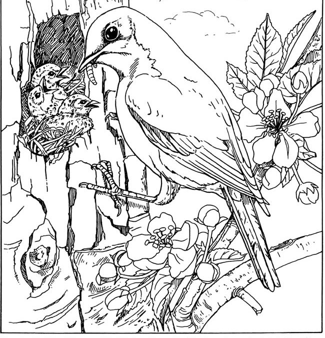 Free Bird with Nest Coloring