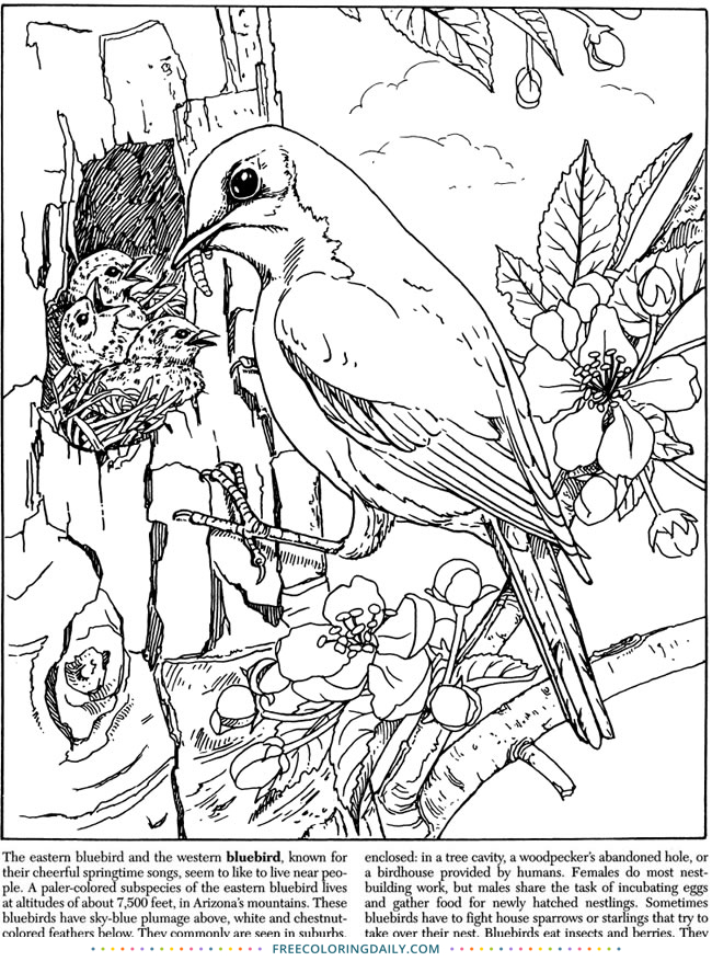 Free Bird with Nest Coloring