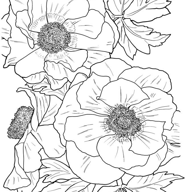 Free Coloring – Lovely Florals