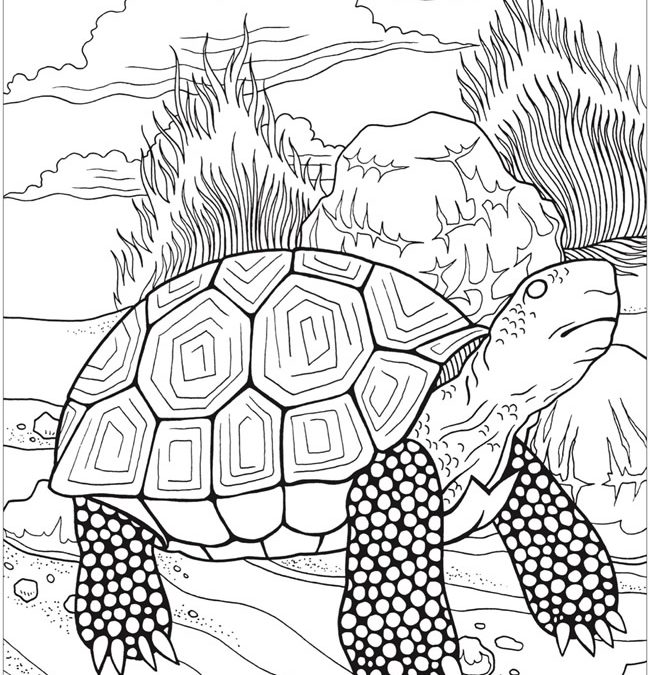Free Printable Turtle Coloring