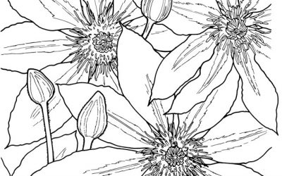 Free Floral Coloring page