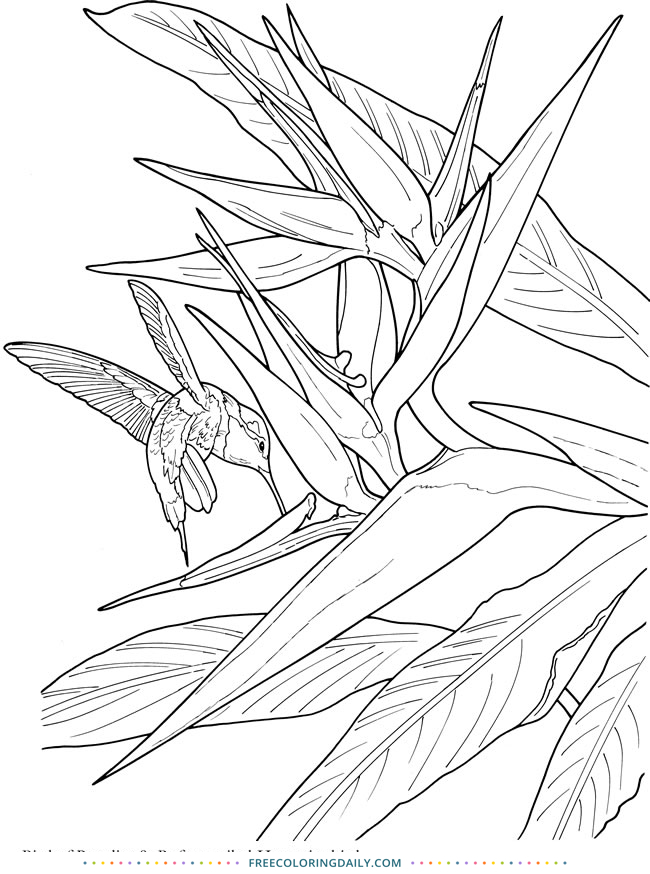 Free Tropical Coloring Page