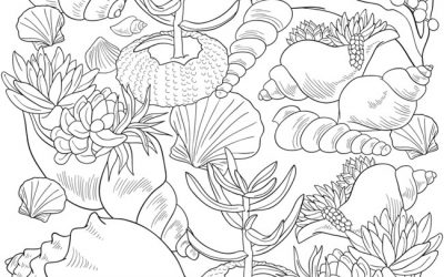 Free Seashell Coloring Page