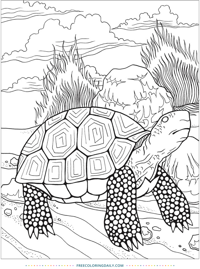 Free Turtle Coloring Page